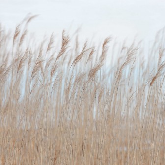 Tapet cu aspect natural, Swaying Reed, cu papură în mișcare. Design modern și elegant.