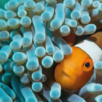 Wallpaper rotund cu Nemo the Anemonefish, un pește clovn ascunzându-se printre tentaculele anemonelor, perfect pentru decorarea casei.