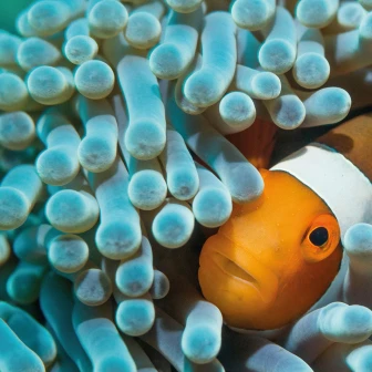 Rotund Nemo the Anemonefish - decor de perete cu peștișorul clown Nemo ascuns în anemona